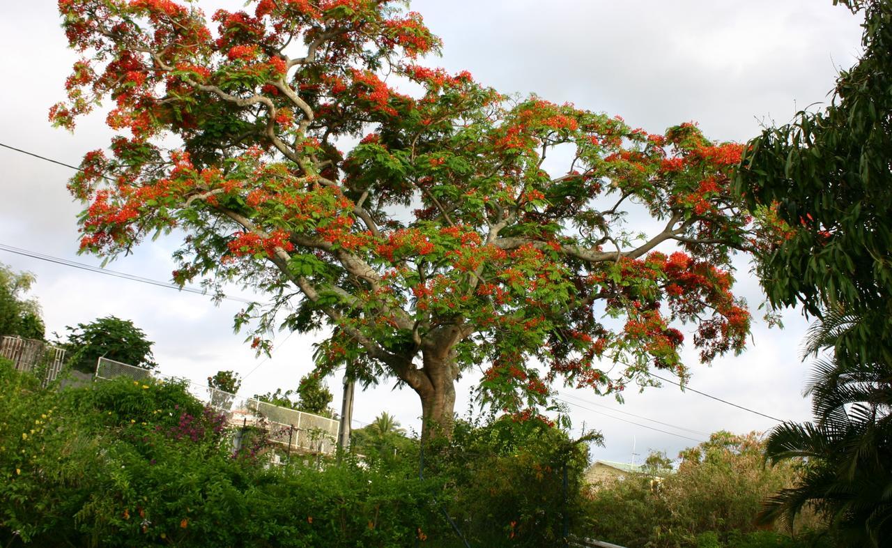 Villa Flamboyant Le Portail Bagian luar foto